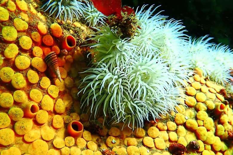 Bautismo de buceo en Tongoy
