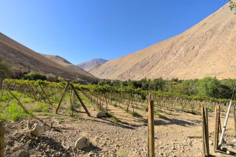 Tour del pisco por el Valle del Elqui