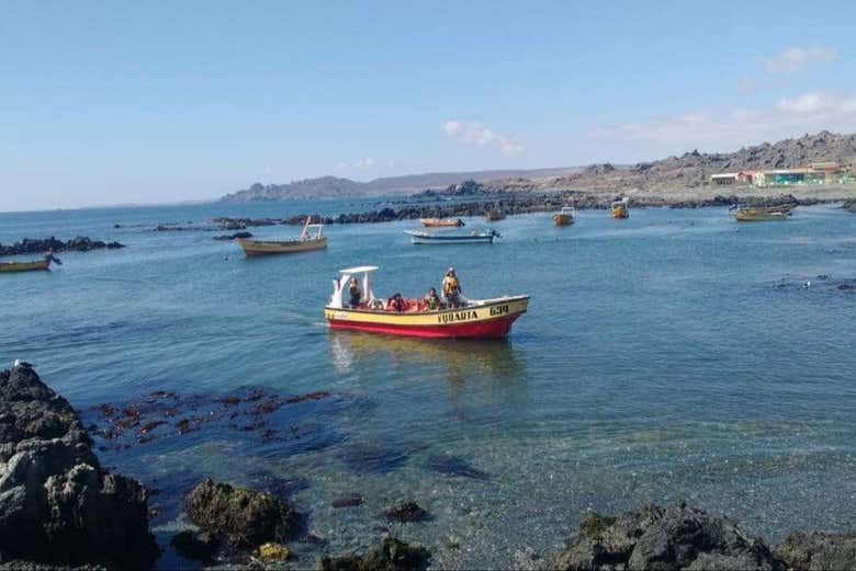 Avistamiento de ballenas en Chañaral de Aceituno