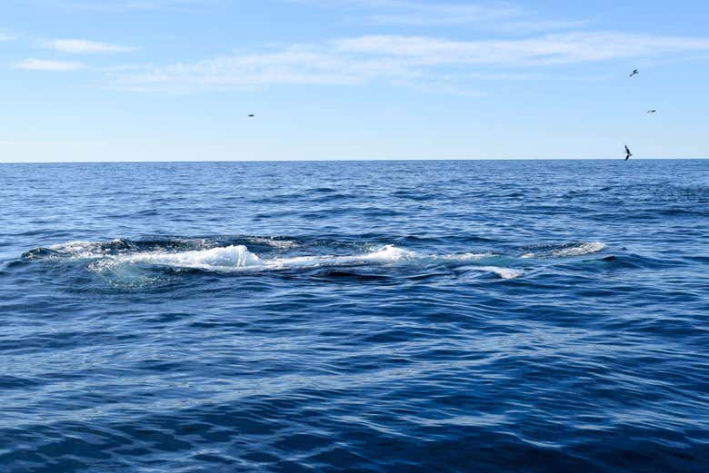 Avistamiento de ballenas en Chañaral de Aceituno