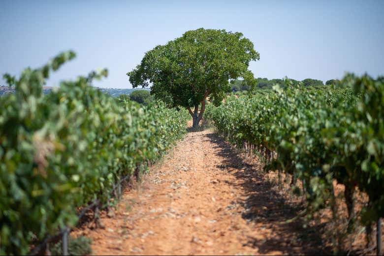 Visita a la bodega Palacio de Villachica