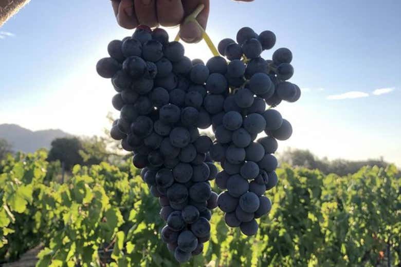 Visita a la bodega Locanda Murales con degustación