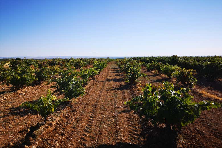 Visita a la bodega Las dos Antiguas