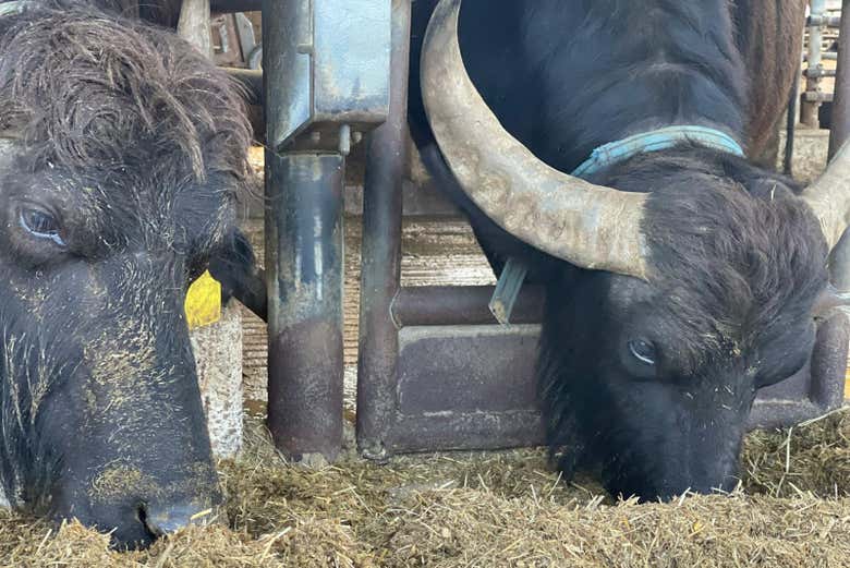 Visita a una fábrica de mozzarela en Paestum