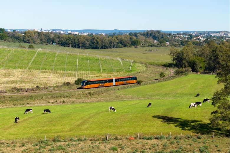 Paseo en el Tren de Pampa + Visita a la bodega Almadén