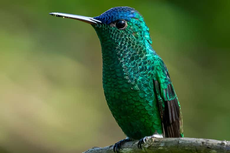 Avistamiento de aves en el bosque andino