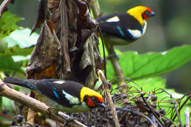 Avistamiento de aves en el bosque andino