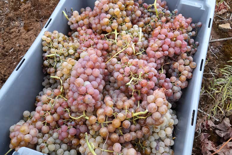 Visita a la bodega Hoplita