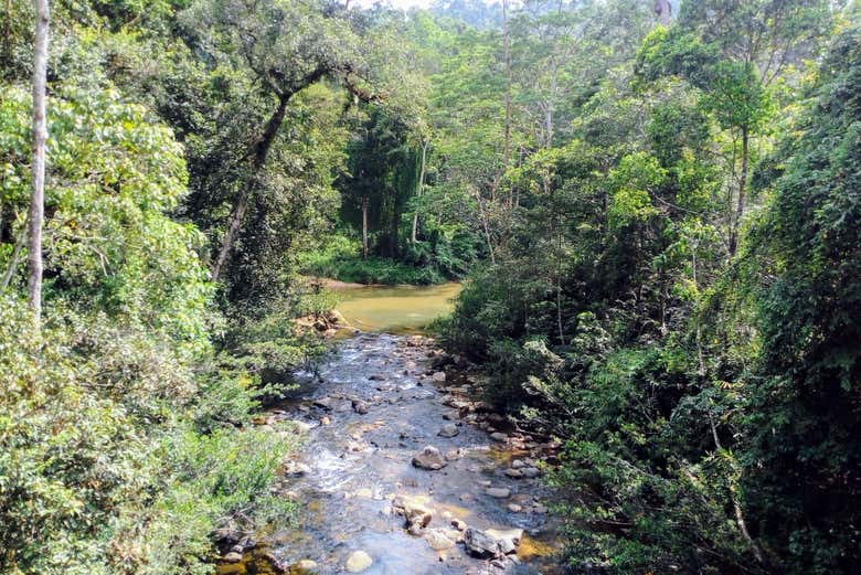 Excursión privada a la reserva de Sinharaja