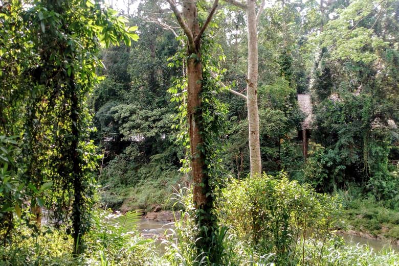Excursión privada a la reserva de Sinharaja