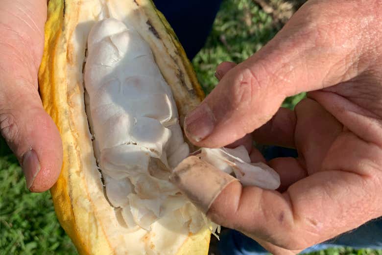 Visita a una finca de cacao
