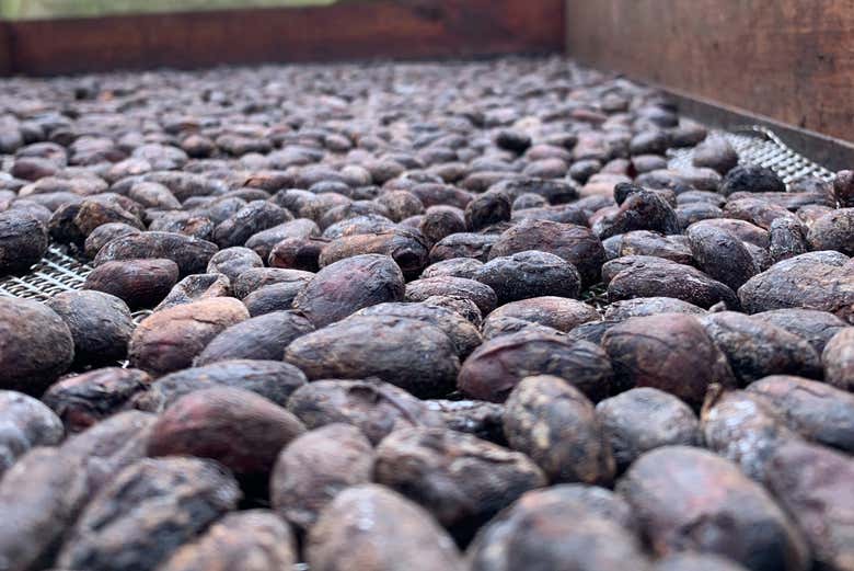 Visita a una finca de cacao