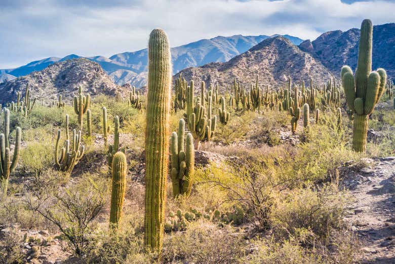 Excursión a Tafí del Valle y ruinas de Quilmes + Visita a una bodega