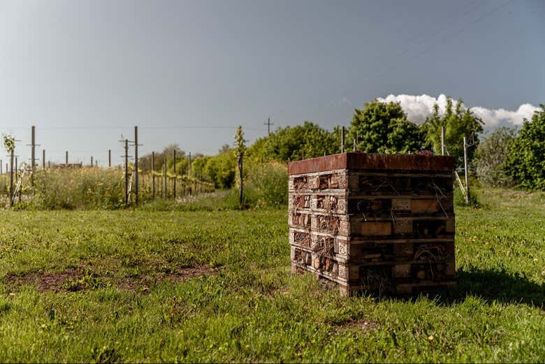 Visita a la bodega Cal Monda