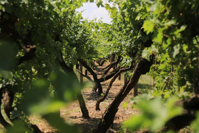 Visita a la bodega Villa Bogdano 1880