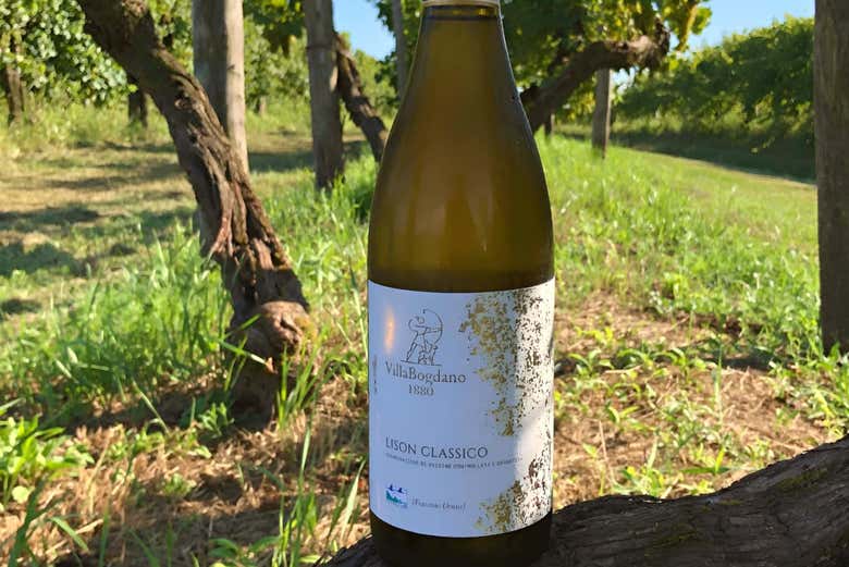 Visita a la bodega Villa Bogdano 1880