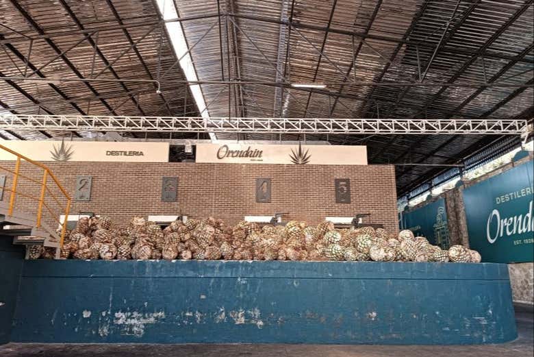 Tour panorámico por Tequila + Visita a la destilería Orendain