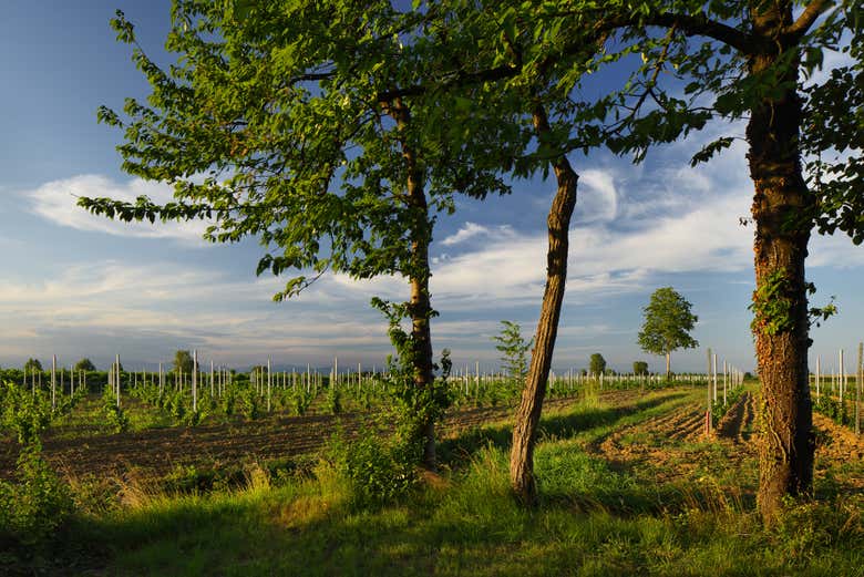 Visita a la bodega Ornella Bellia