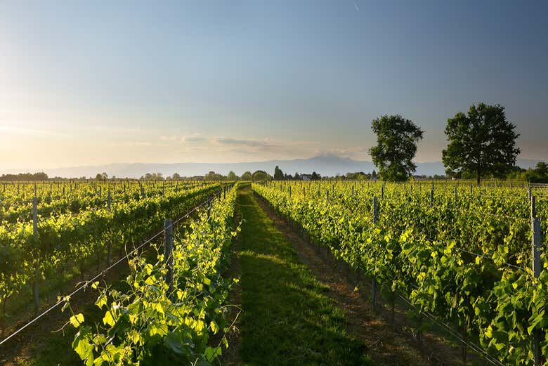 Visita a la bodega Ornella Bellia