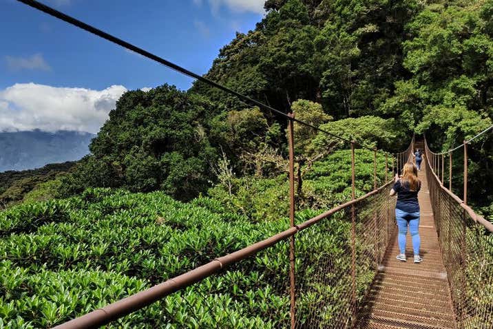 Entrada al parque de aventura Tree Trek Boquete + Actividades