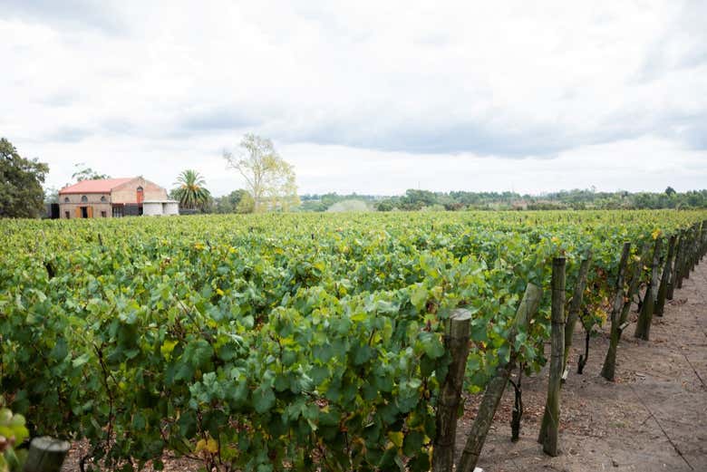 Visita a la bodega Varela Zarranz
