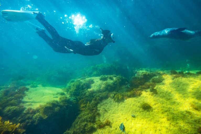 Snorkel con delfines o focas en Isla Canguro