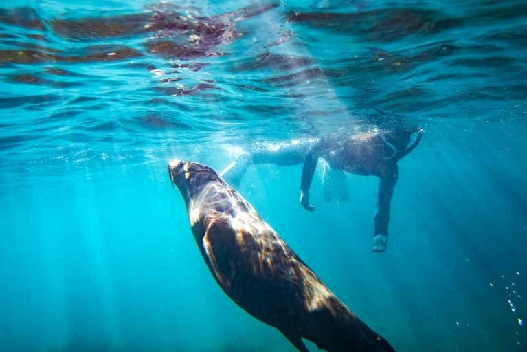Snorkel con delfines o focas en Isla Canguro