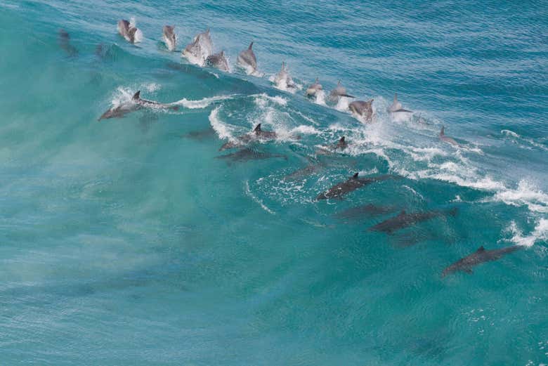 Snorkel con delfines o focas en Isla Canguro