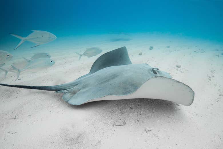Avistamiento de ballenas en Tahití