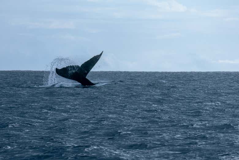 Avistamiento de ballenas en Tahití