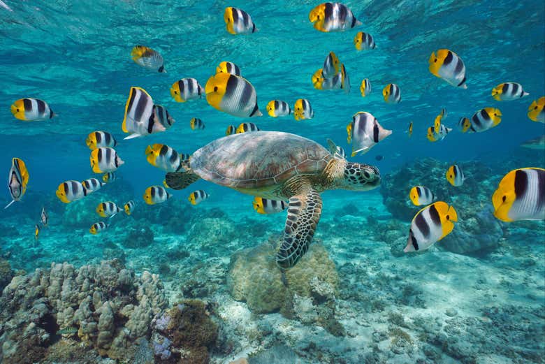 Avistamiento de ballenas en Tahití