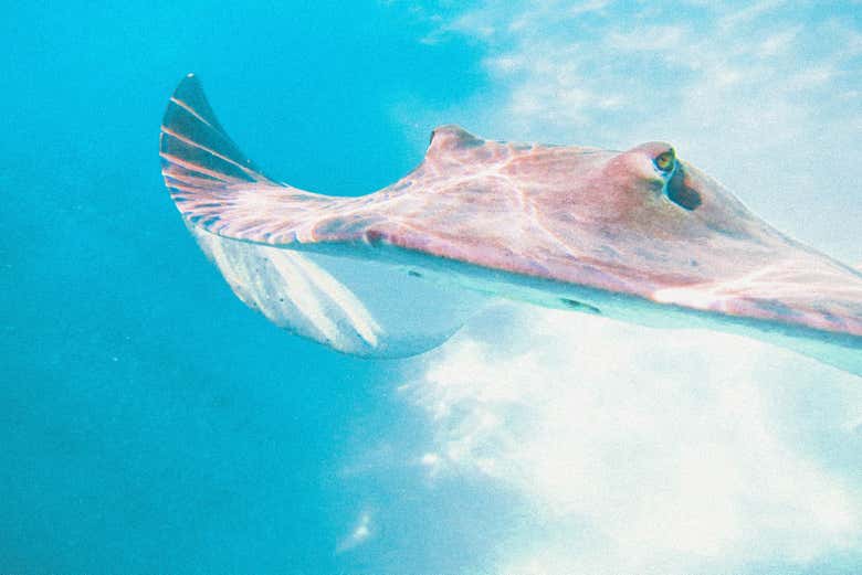 Avistamiento de ballenas en Tahití