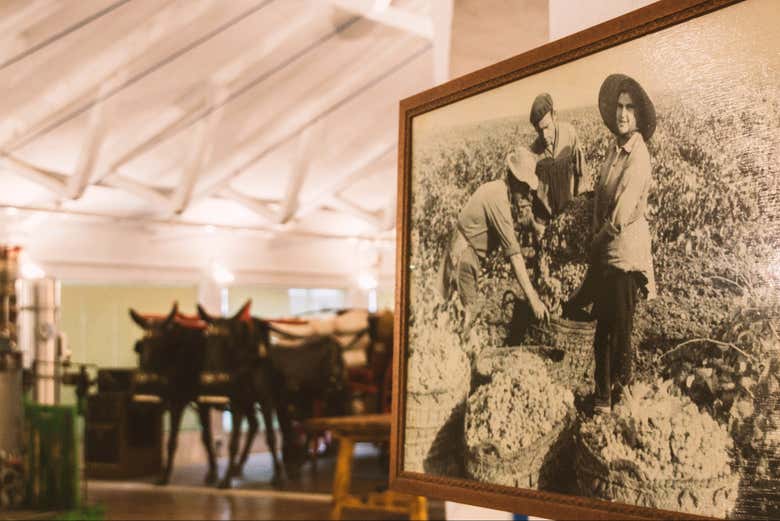 Visita a la bodega Virgen de las Viñas + Museo de Arte Contemporáneo Infanta Elena