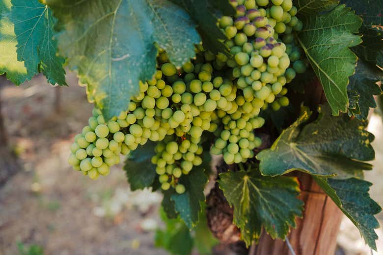 Visita a la bodega Huerto de la Condesa