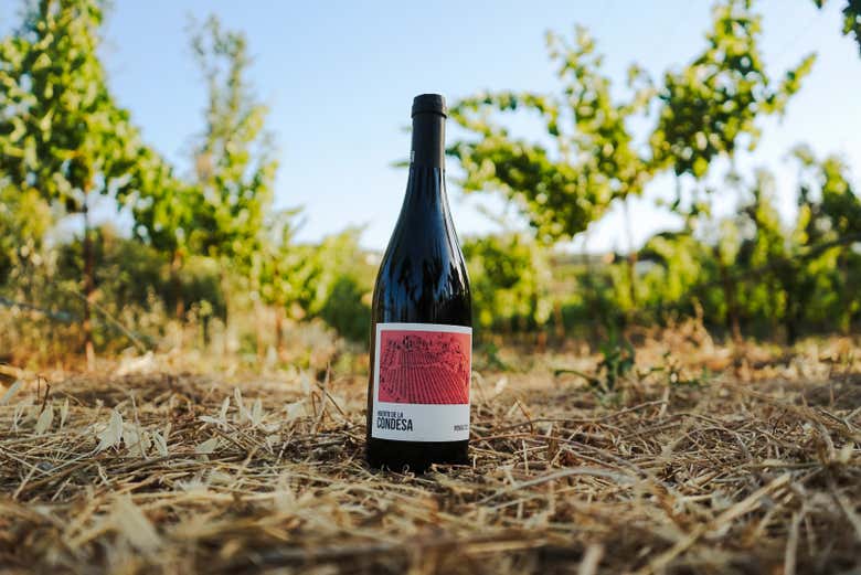 Visita a la bodega Huerto de la Condesa