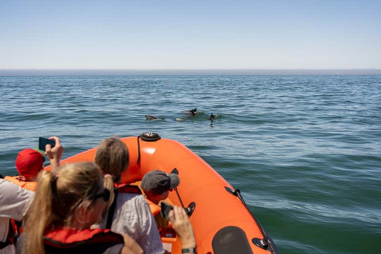 Avistamiento de delfines en Cascais