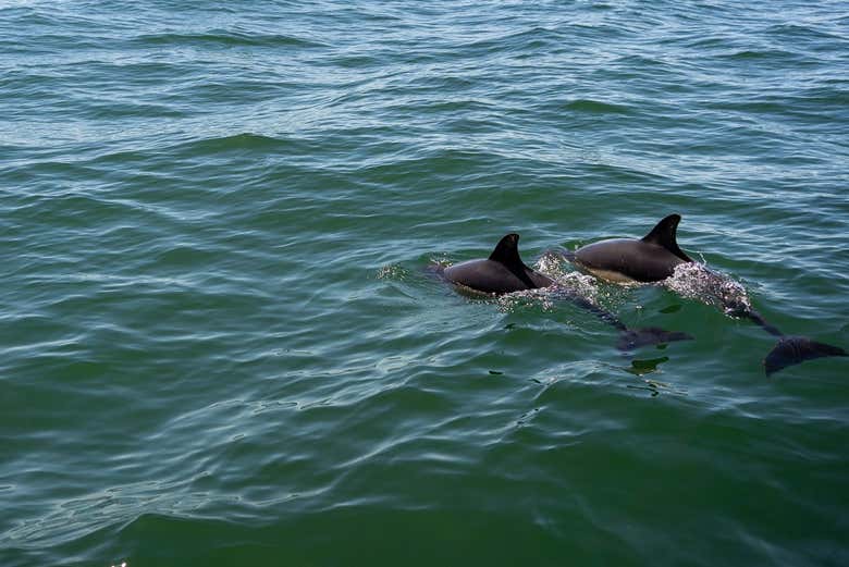 Avistamiento de delfines en Cascais