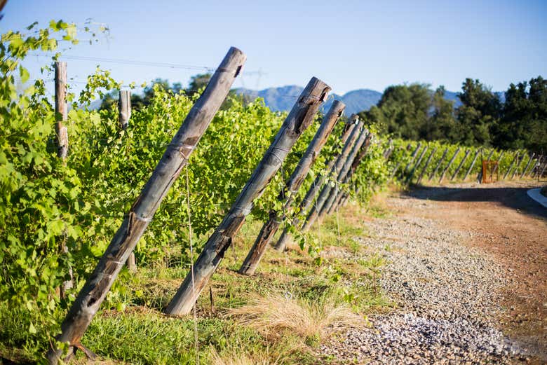 Visita a la bodega Pietro Cassina