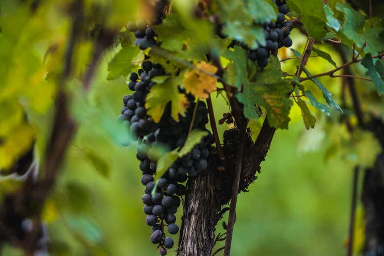 Visita a la bodega Pietro Cassina