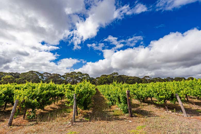 Tour de vinos y licores por Isla Canguro