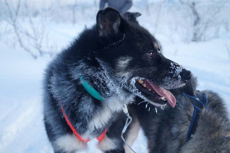 Paseo en trineo de perros por Kiruna