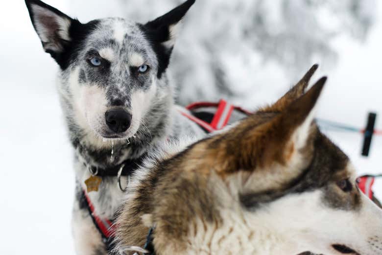 Paseo en trineo de perros por Kiruna