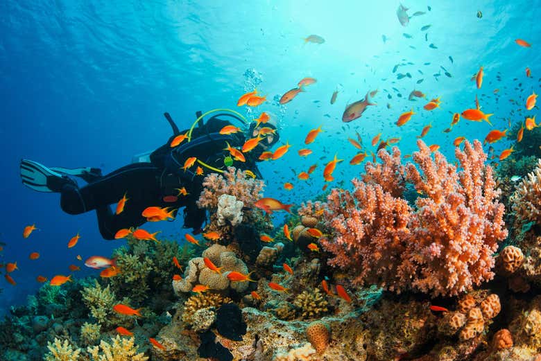 Buceo en Jasab