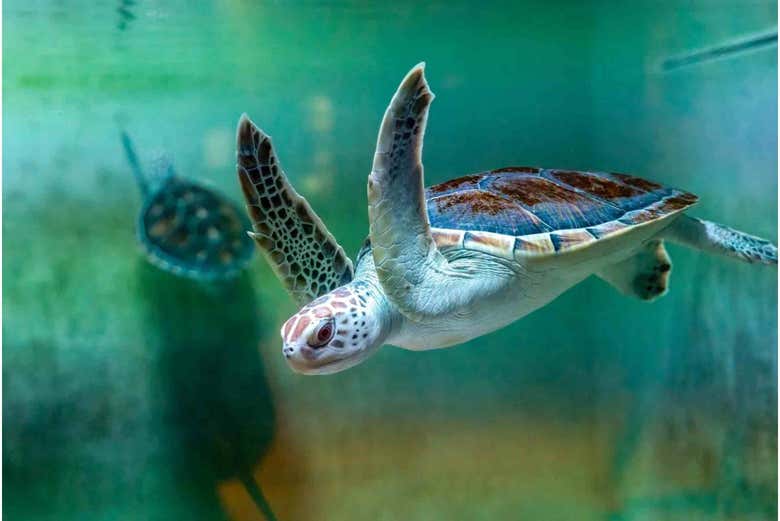 Entrada al Acuario de Omán