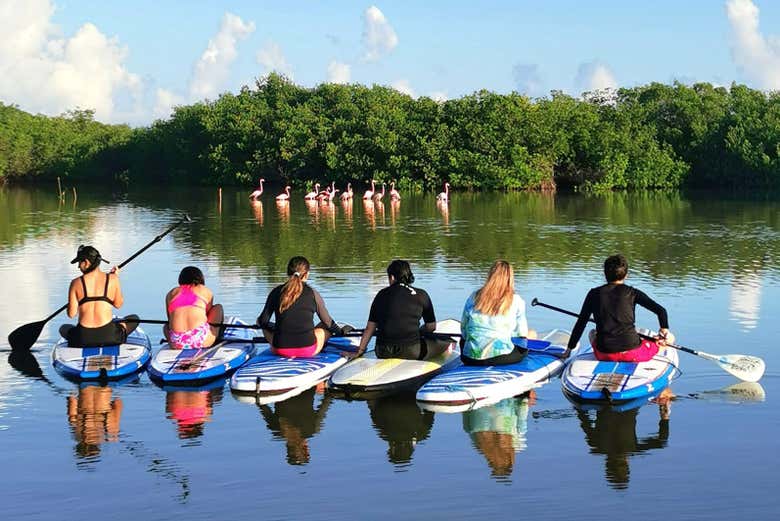 Paddle surf en los manglares de Progreso + Club de playa