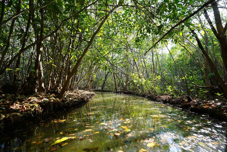 Excursión a la Laguna Rosada y el Manglar de San Crisanto