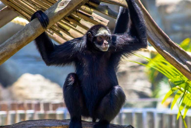 Tour por el BioParque + Noria Rio Star