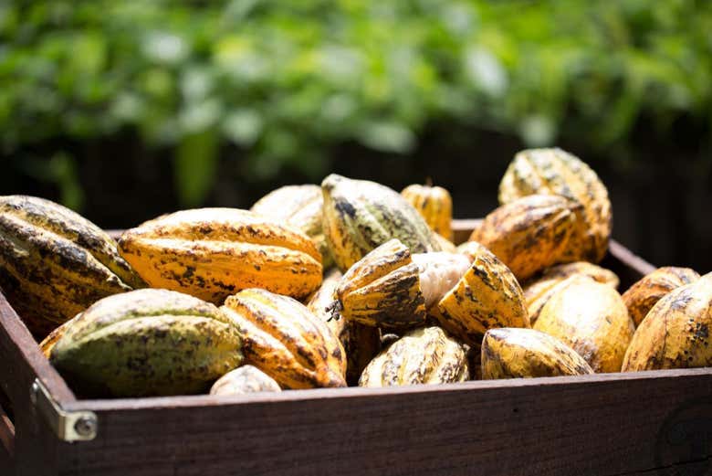 Visita a la finca de cacao Vila Rosa