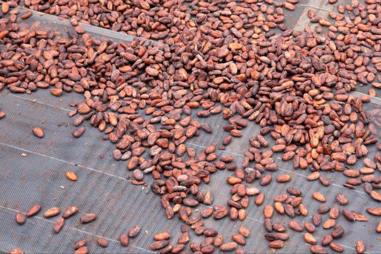 Visita a la finca de cacao Vila Rosa