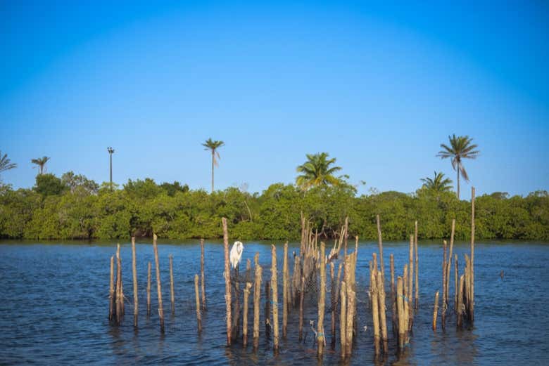 Paseo en barco por el río de Contas